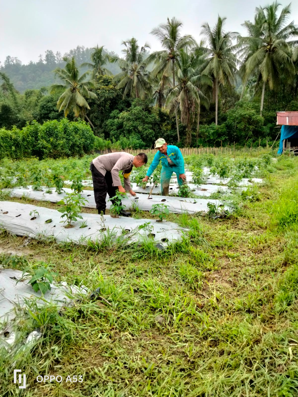 Dukung Ketahanan Pangan, Bhabinkamtibmas  Desa Salak Bersama Warga Manfaatkan Lahan Untuk di Tanami Cabe Rawit Dan Tomat.