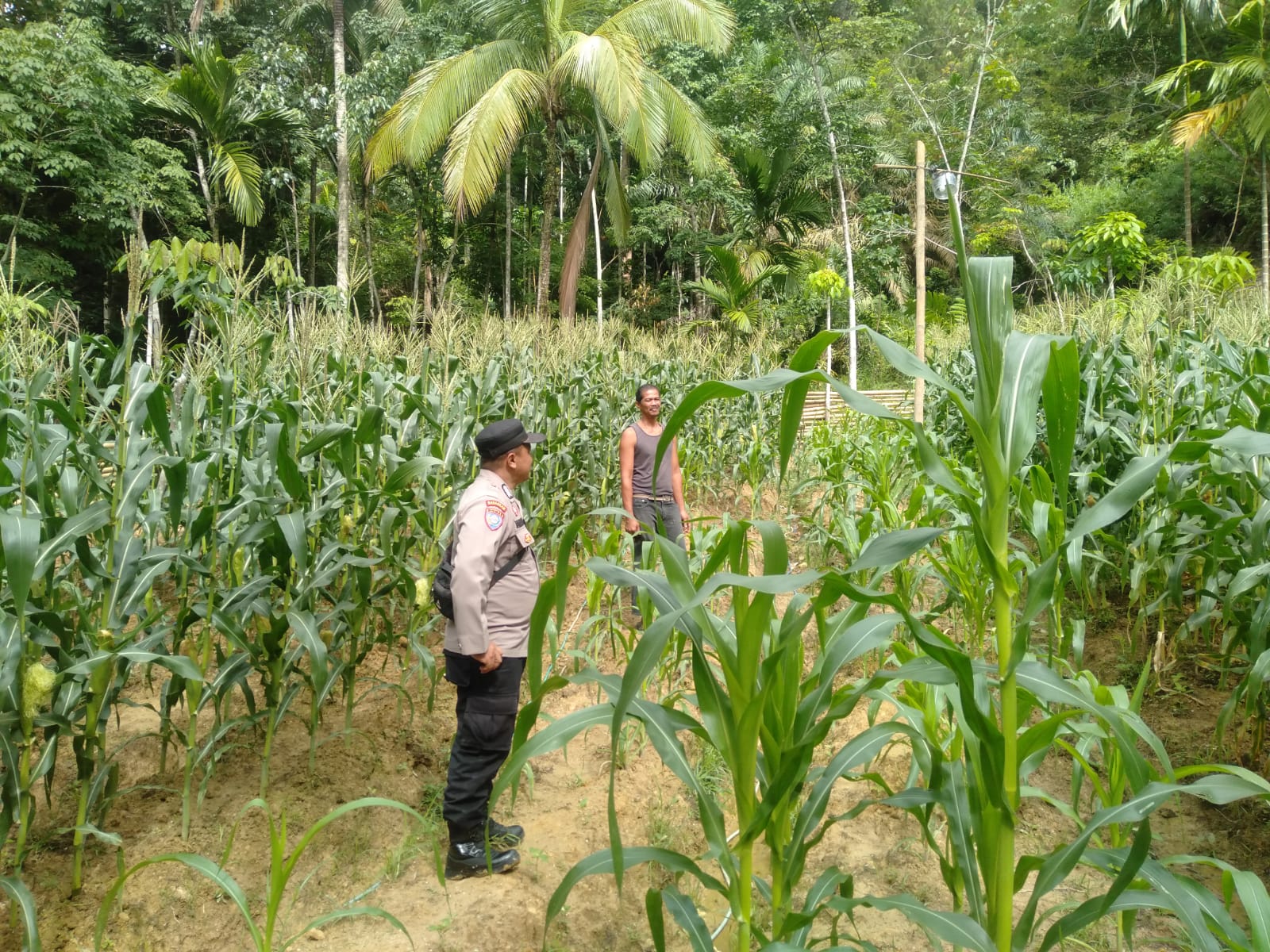 Bhabinkamtibmas Kelurahan Saringan Beri Motivasi Petani Jagung Manis, Dukung Ketahanan Pangan di Kecamatan Barangin